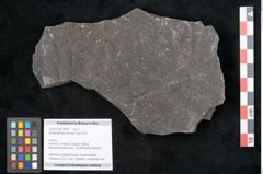 Foto (Objekt + Etikett) von Senftenbergia crenata Lindl. et H. (NHMW-GEO-2024-0188-10942)
